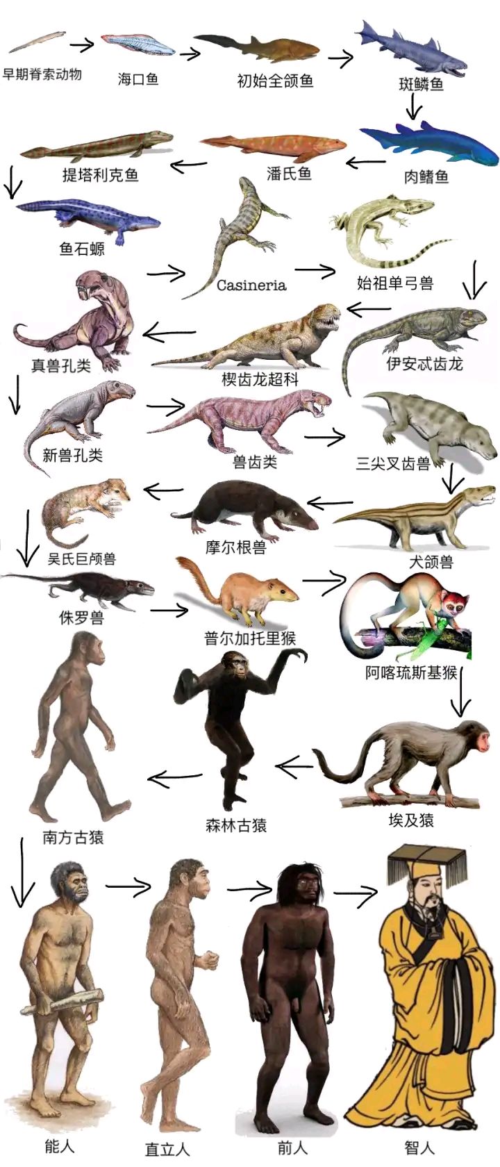为什么人类会种动物之间变化