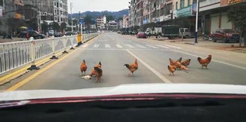 上面一只鸡下面两只鸭什么意思